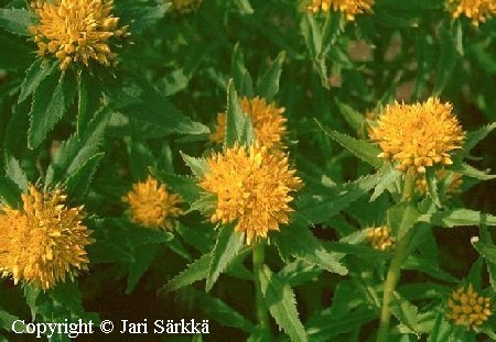 Sedum aizoon